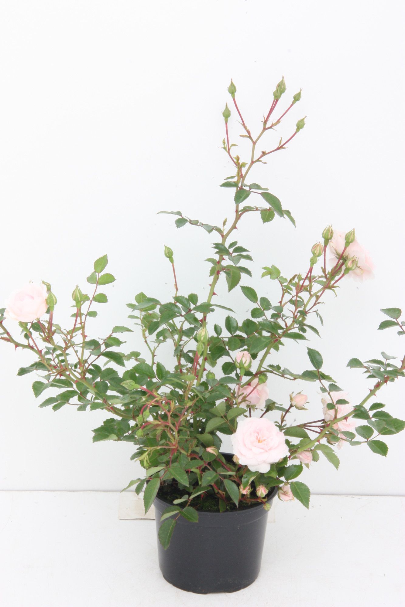 Bodendeckerrose Rosa Sea Foam, D 13