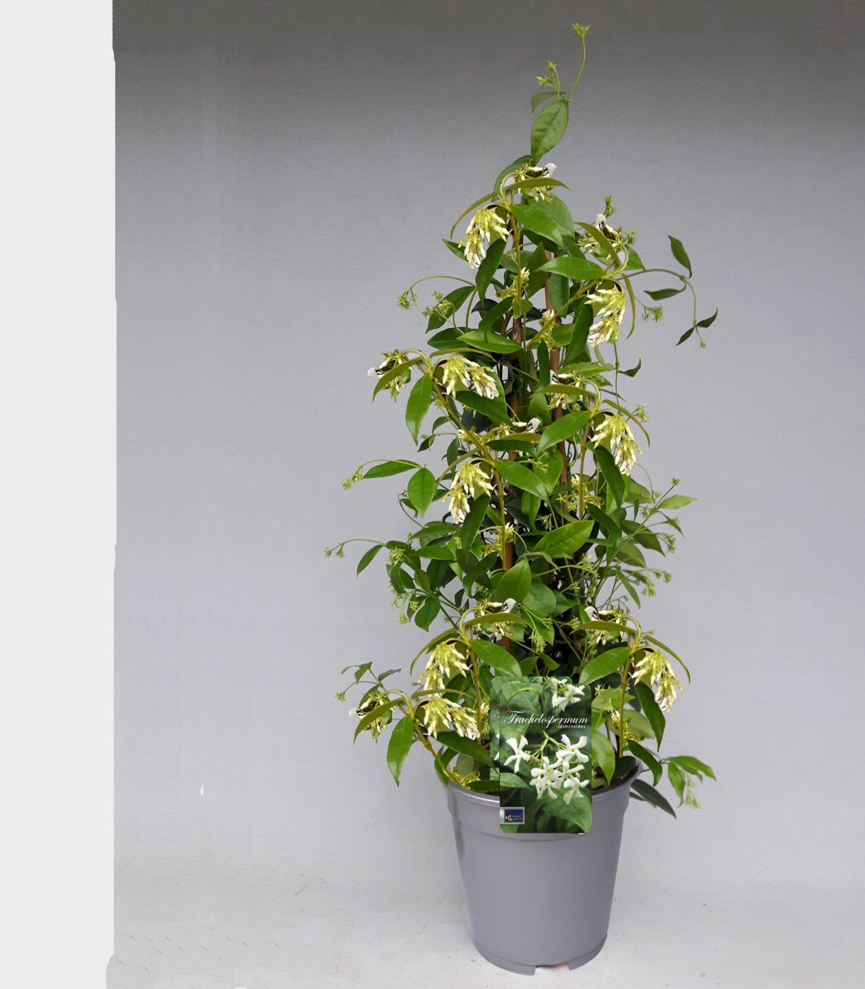 Trachelospermum jasminoides bamboo PIRAMIDE, D 17
