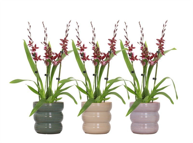 Stoneware p12 Liam mix Cambria Barrocco Red 3-4T27+ regular, D 12