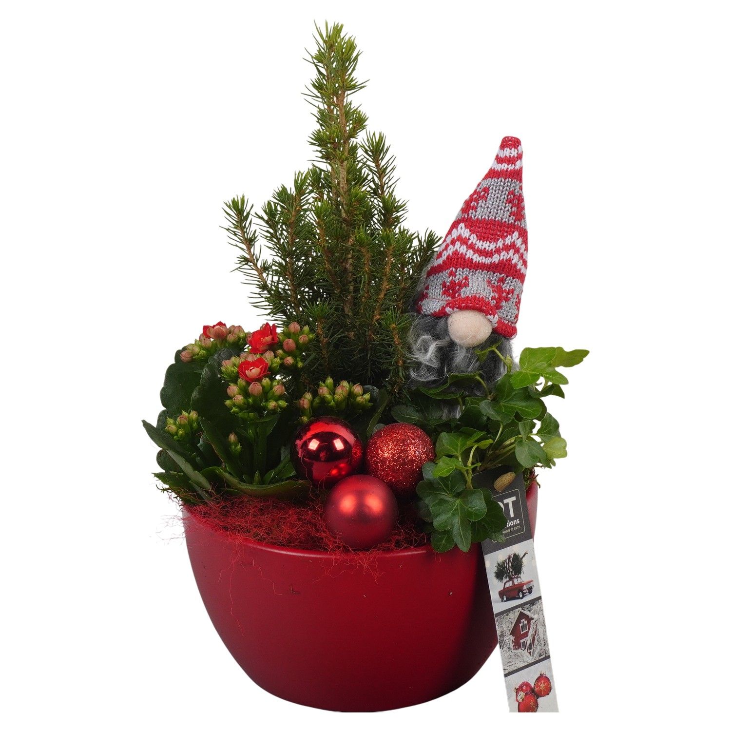 PTCHR7232 Arrangement Christmas Red in keramiek schaal, D 15 cm