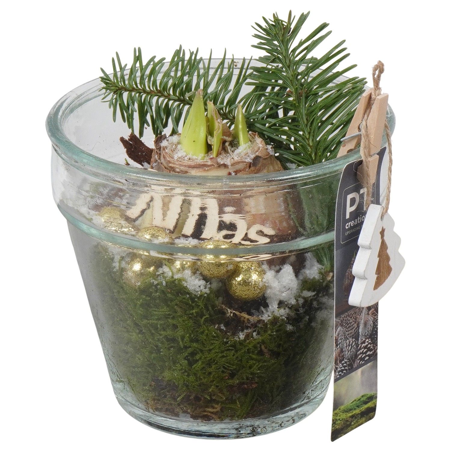 PTACH5938 Arrangement Amaryllis Christmas in glazen vaas, D 13 cm