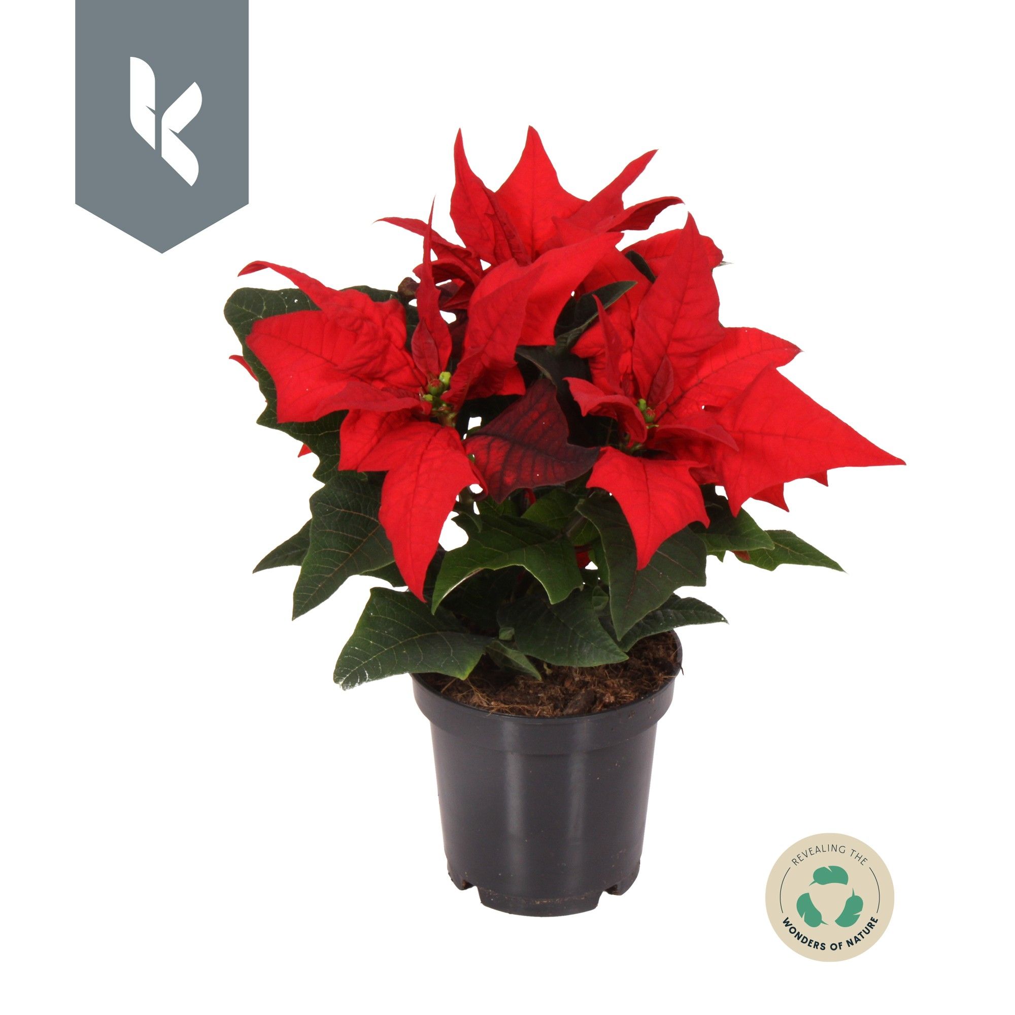 Poinsettia Jester, D 10,5 cm