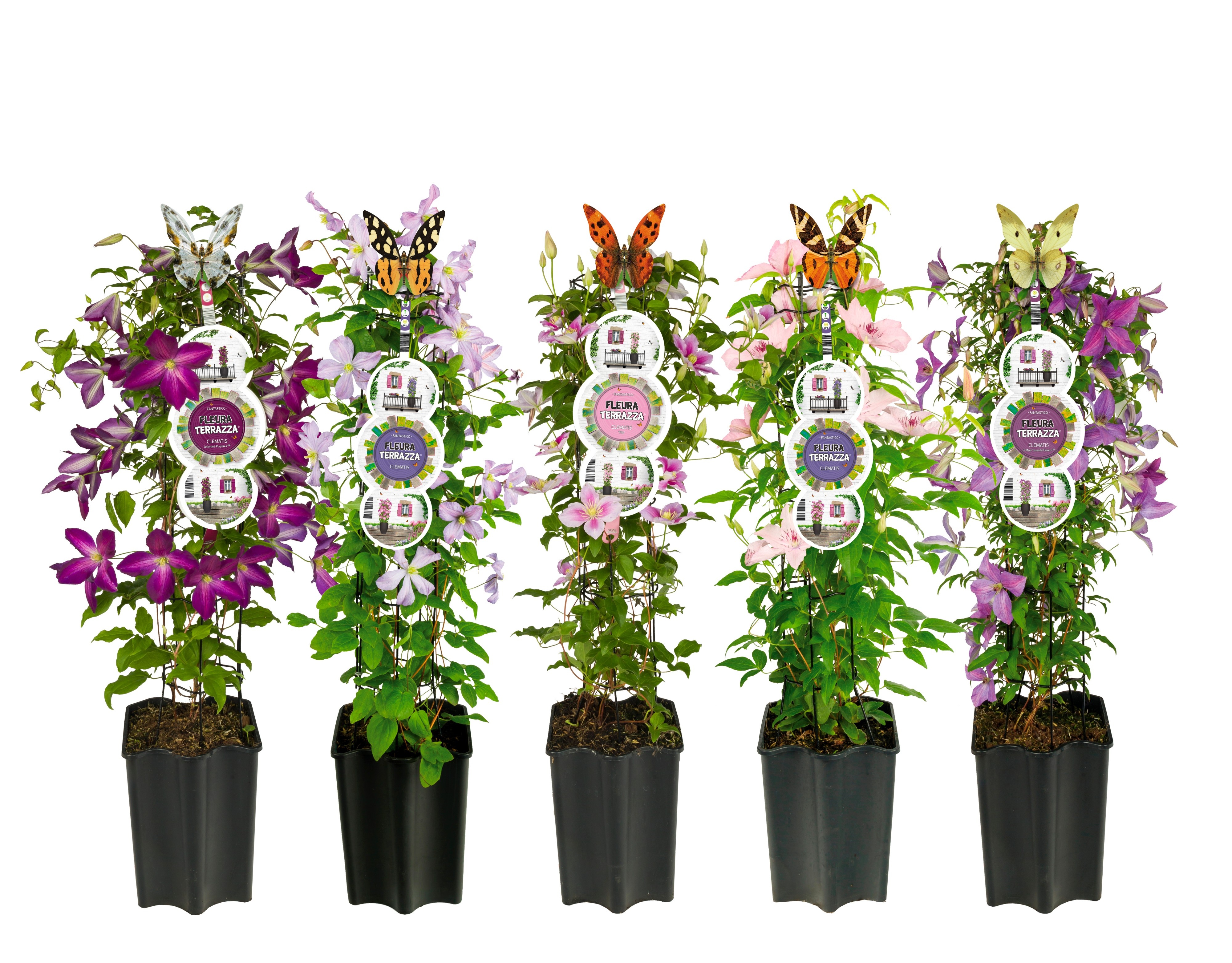 Mixshelf Clematis Pillars with buds and/or flowers +label, D 19