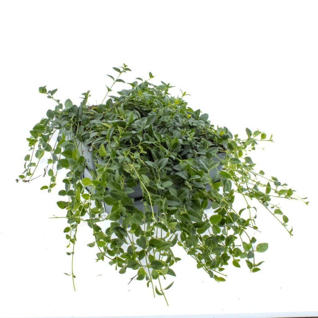 Vinca minor 'Gertrude Jekyll', D 9