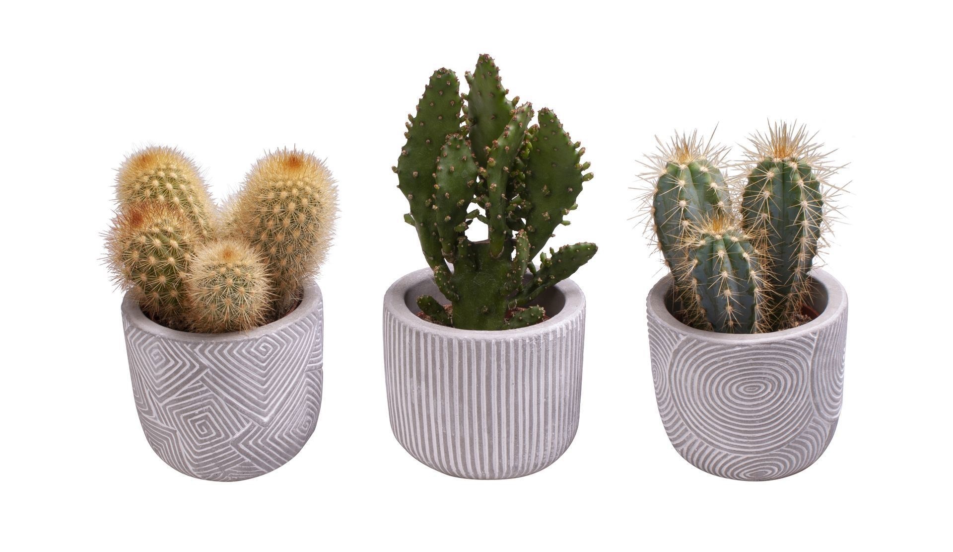 L 656 with Cactus Mix 6 cm, D 6