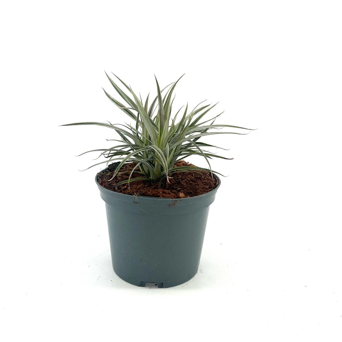 Astelia nervosa 'Westland', D 17