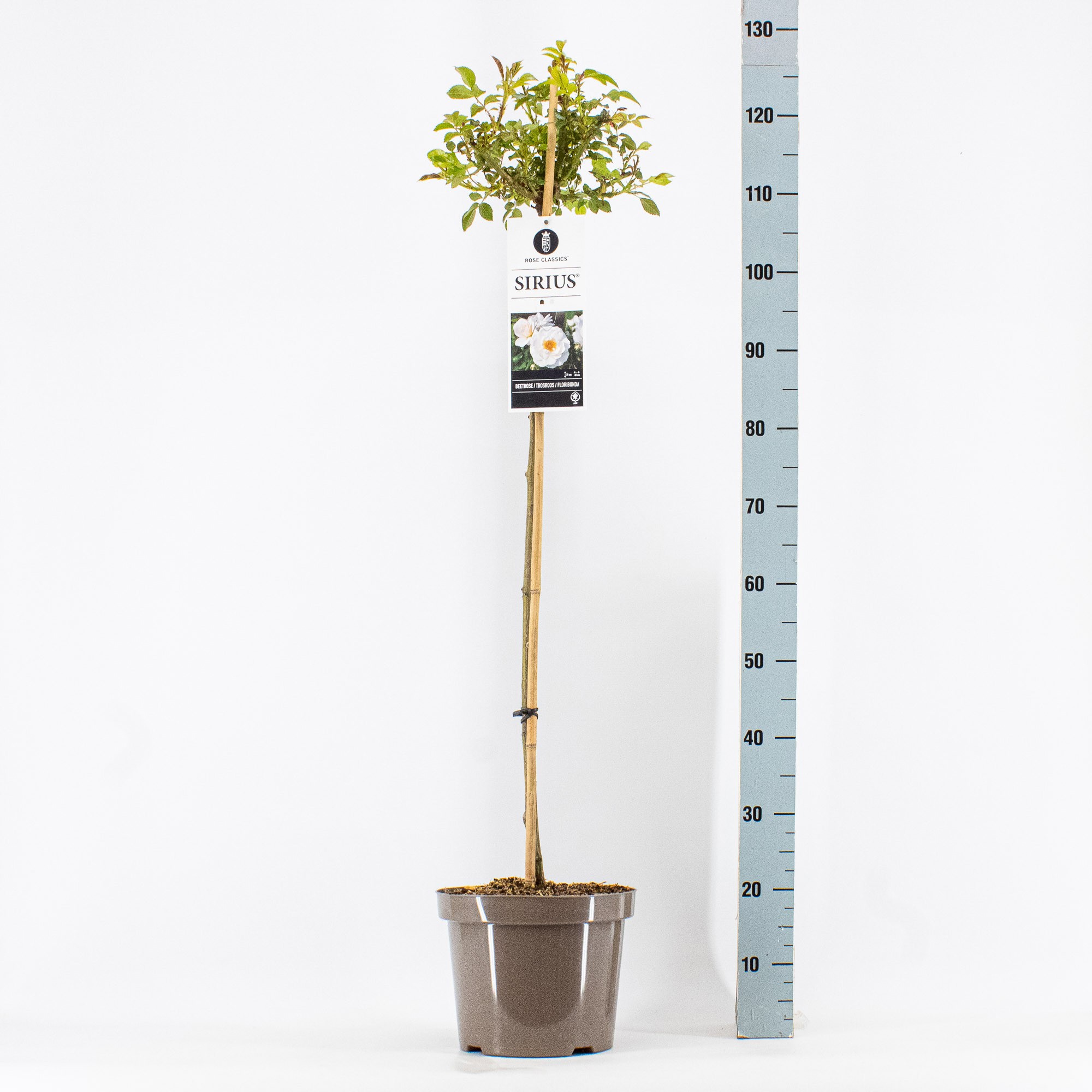 Rosa (F) Sirius ®, stam 90cm, C7.5, D 26