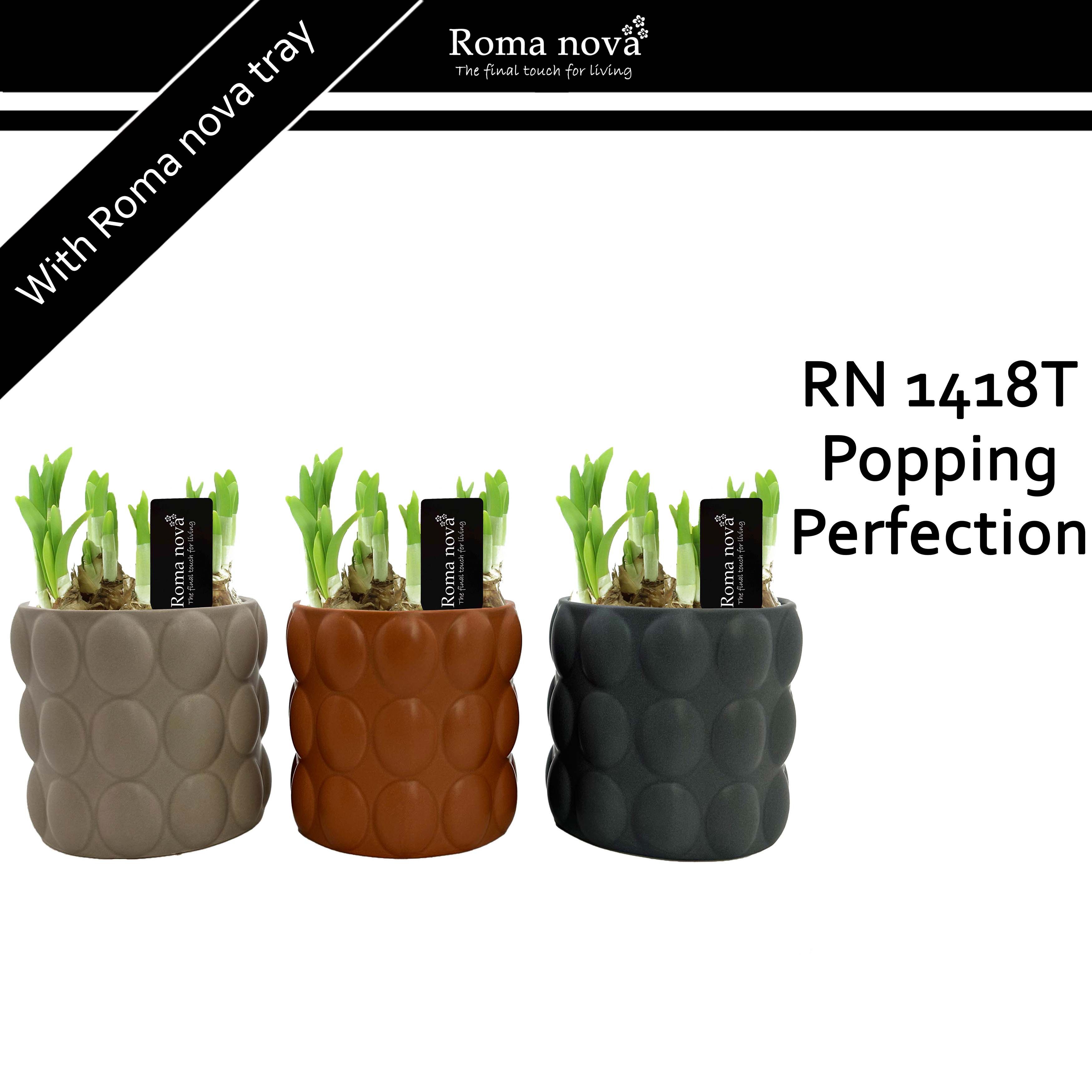 1418T - Popping Perfection (Tete a Tete), D 13 cm