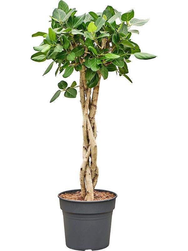 Ficus benghalensis 'Audrey' (130-150), D 34