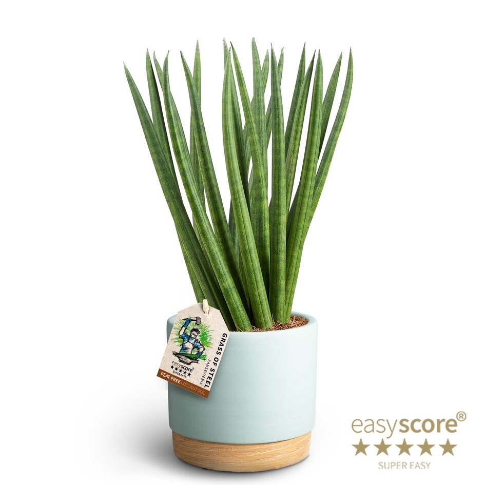 Woodbase Sky Blue, Sansevieria ´Spaghetti´, D 12 cm