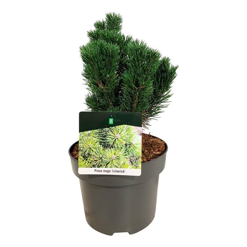 Pinus mugo 'Limerick', D 21