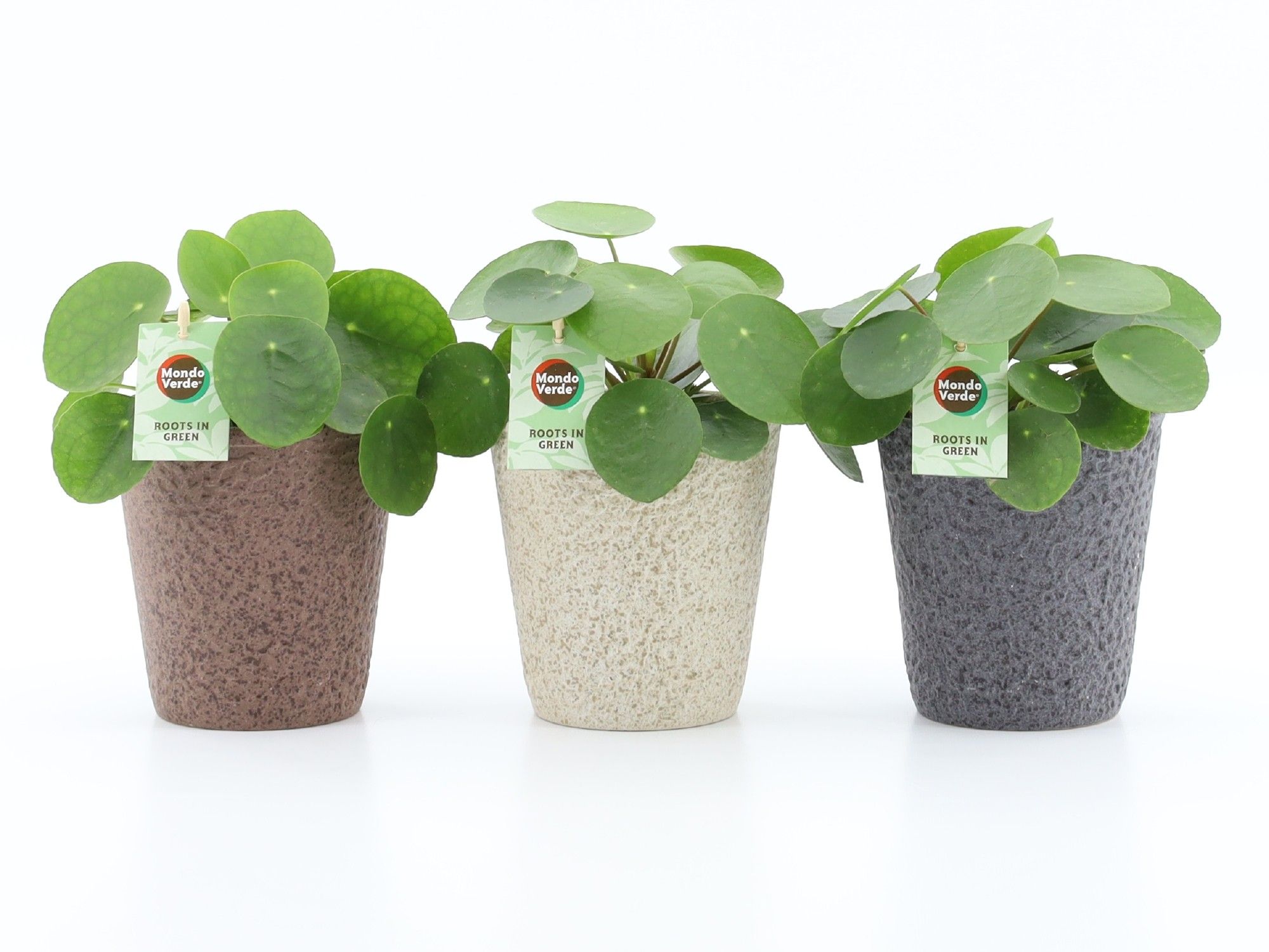 Pilea Peperomioides in Nature keramiek, D 13