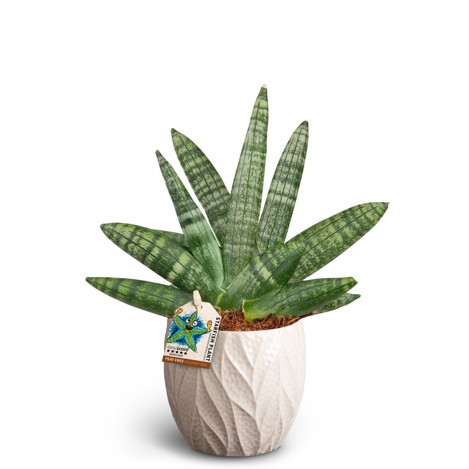 SANSEVIERIA BONCELLENSIS 40930037 Leaf S, D 10