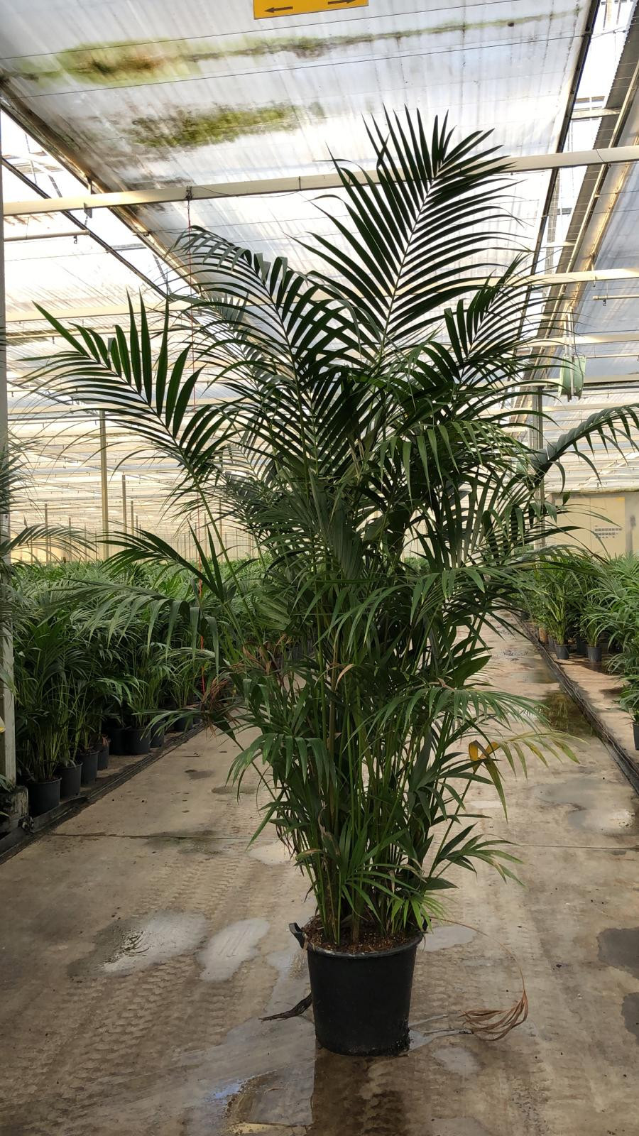 KENTIA - P44 H300 - 20PP - Air So Pure(Howea forsteriana), D 44 cm