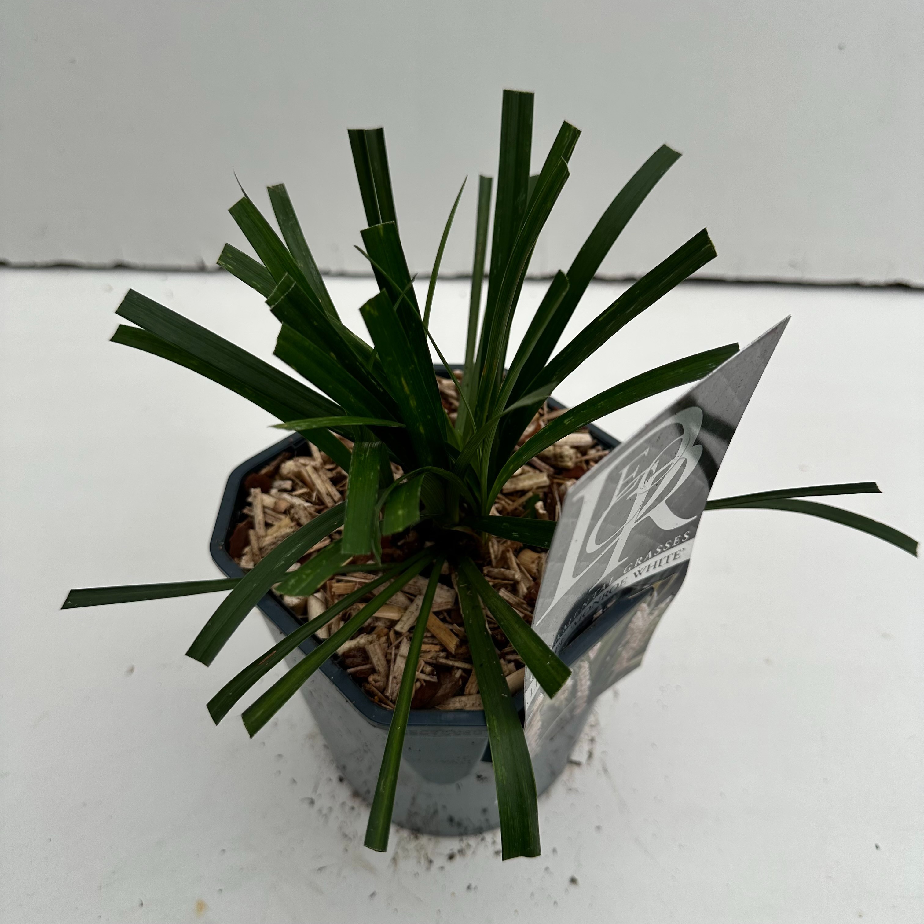 Liriope 'Monroe White', D 17