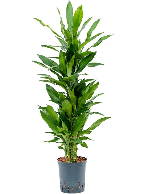 Dracaena fragrans 'Burundii', D 18 cm