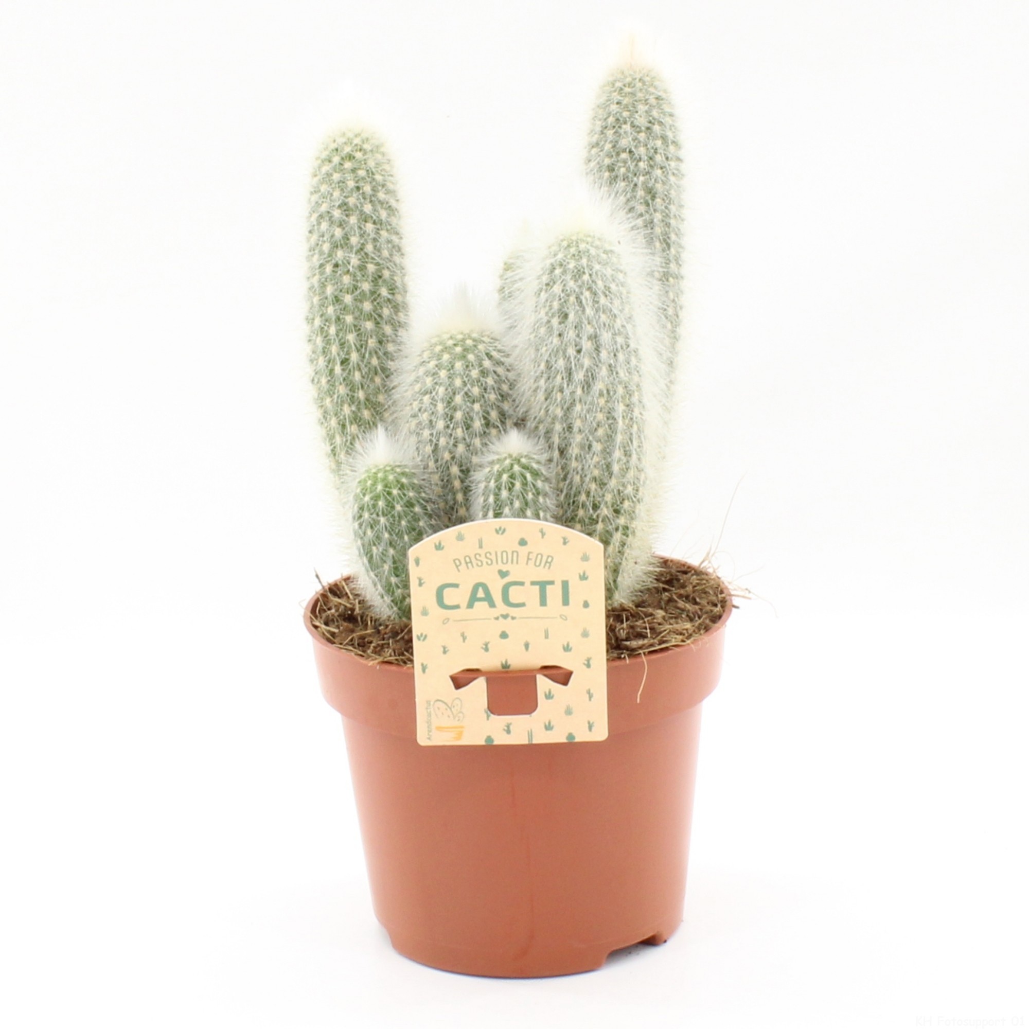 Cleistocactus strausii, D 12