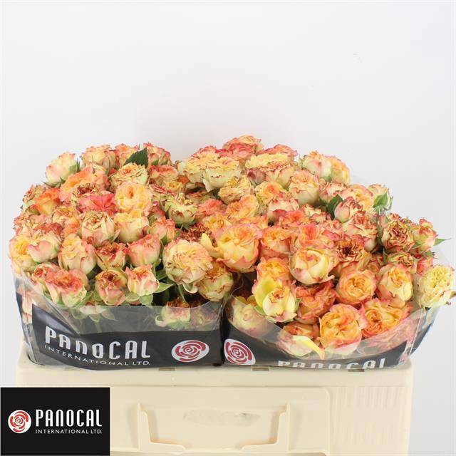 Роза куст. Шоу Флоу 50, шт. Роза куст. Шоу Флоу 50, шт.