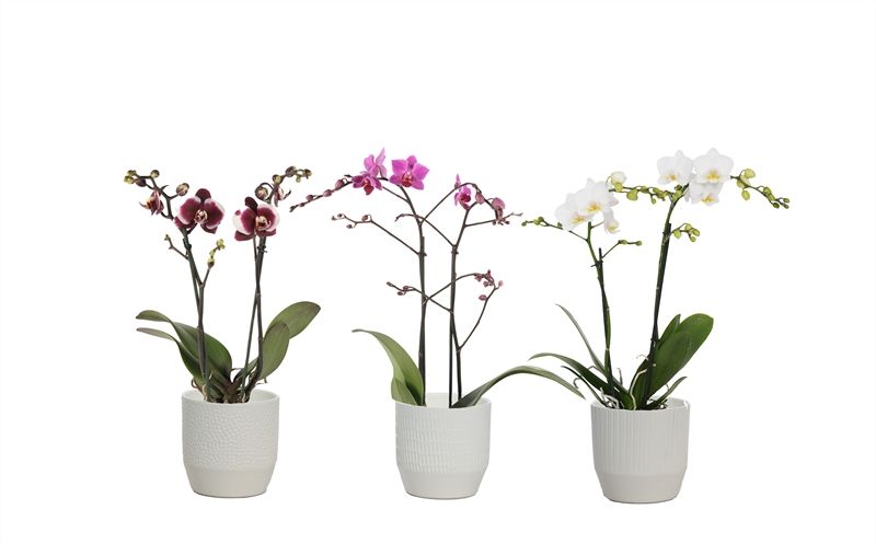 Tirza p12 vanille mix Phal multiflower mix 2T22+, D 12 cm
