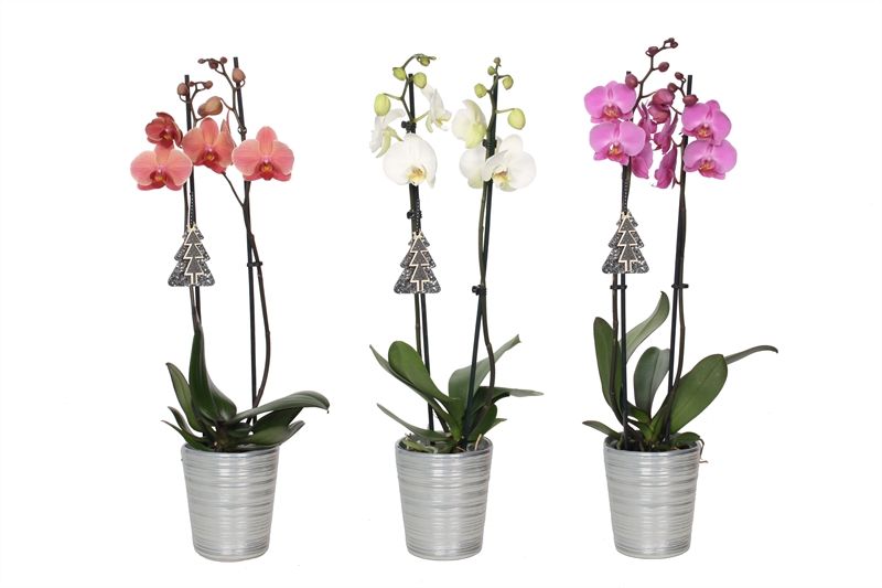 Scratched p12 silver Phal mix 2T14+, D 12 cm