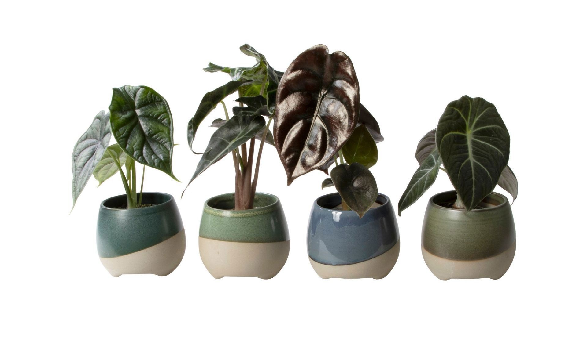 L 65649 with Alocasia Mix, D 6