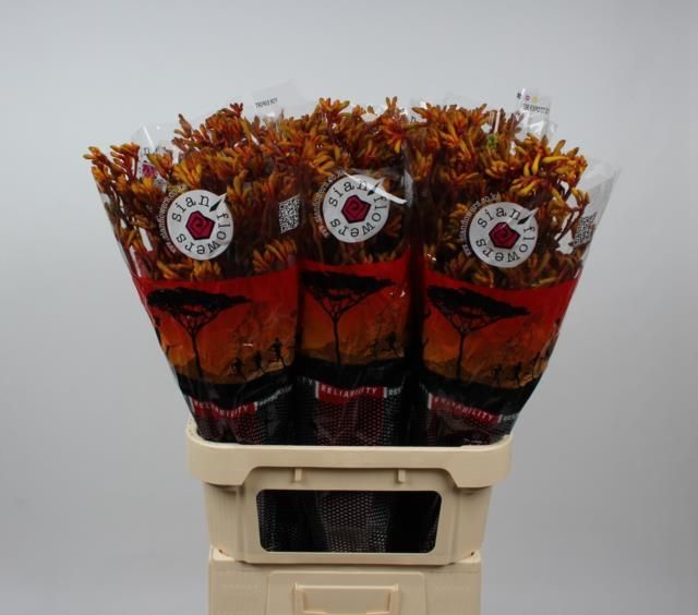 Анигозантус Голд Фивер 90, шт.