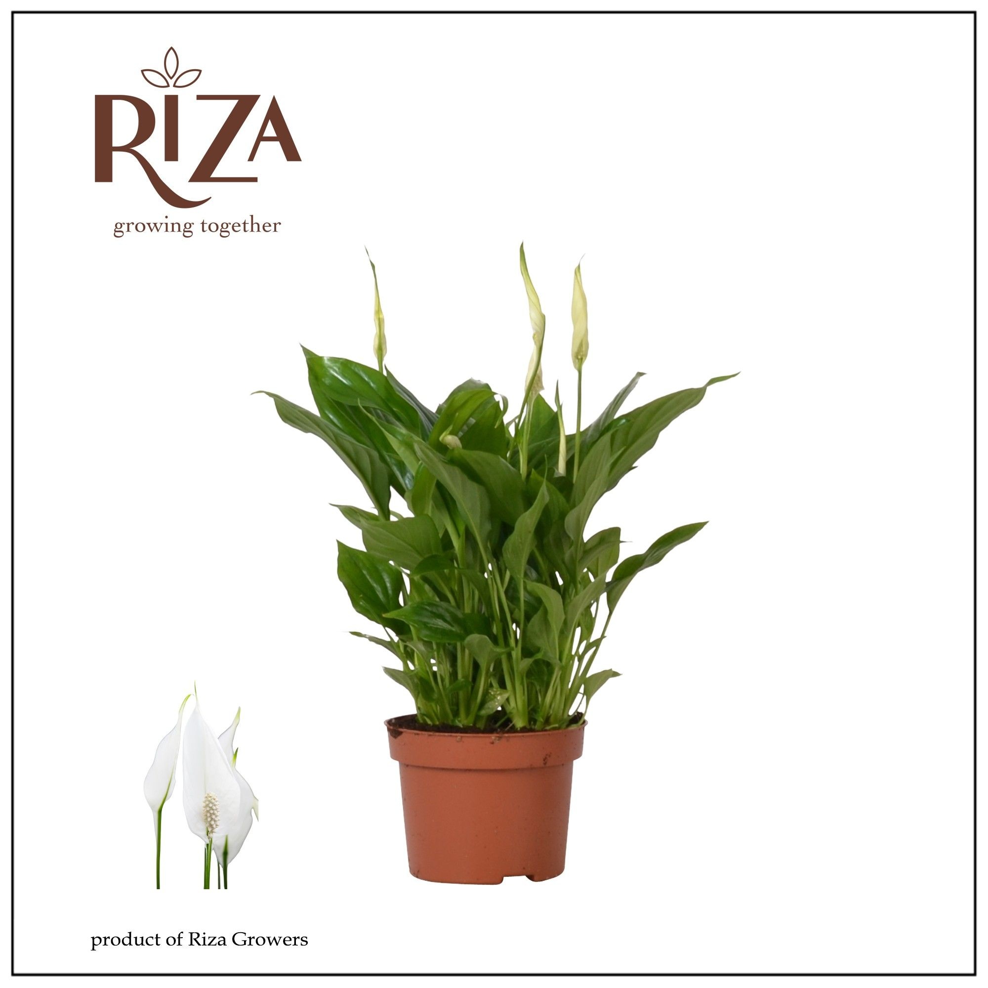 Spathiphyllum Rondo - 10,5 cm, D 10,5