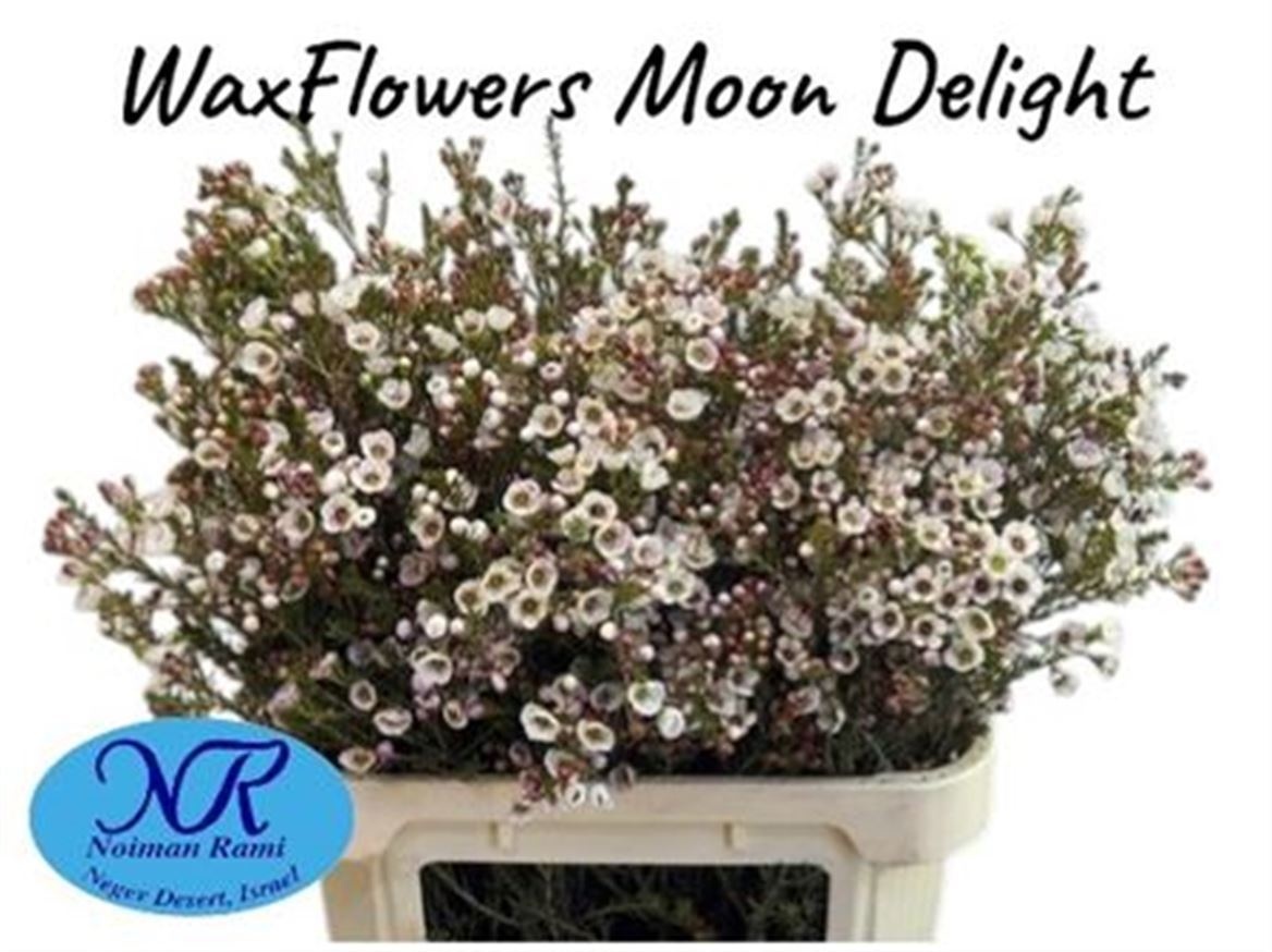 Шамелациум Мунлайт Делайт 80, шт.