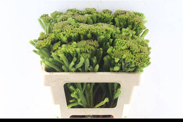 Бруния Альбифлора 50, шт.