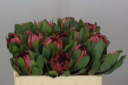 Протея Сильвия 40, шт.