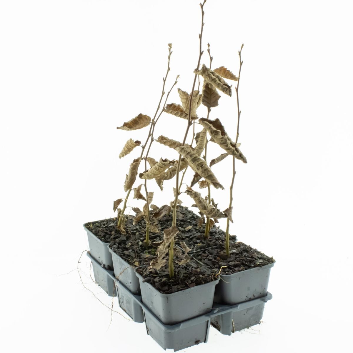 Carpinus betulus, D 9