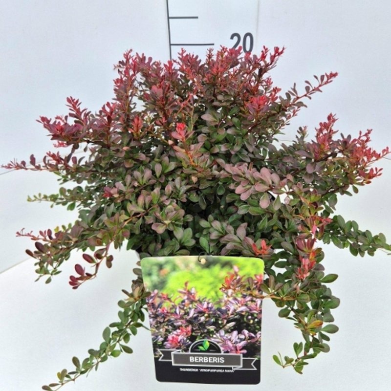 Berberis thunb. 'Atropurpurea Nana', D 29