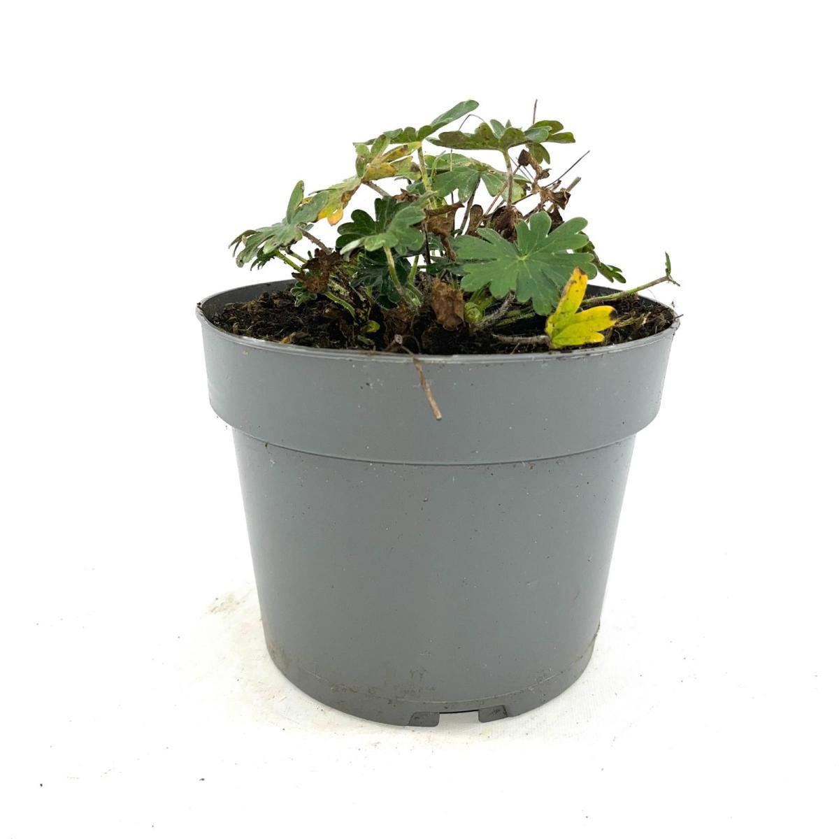 Geranium sang. 'Album', D 17