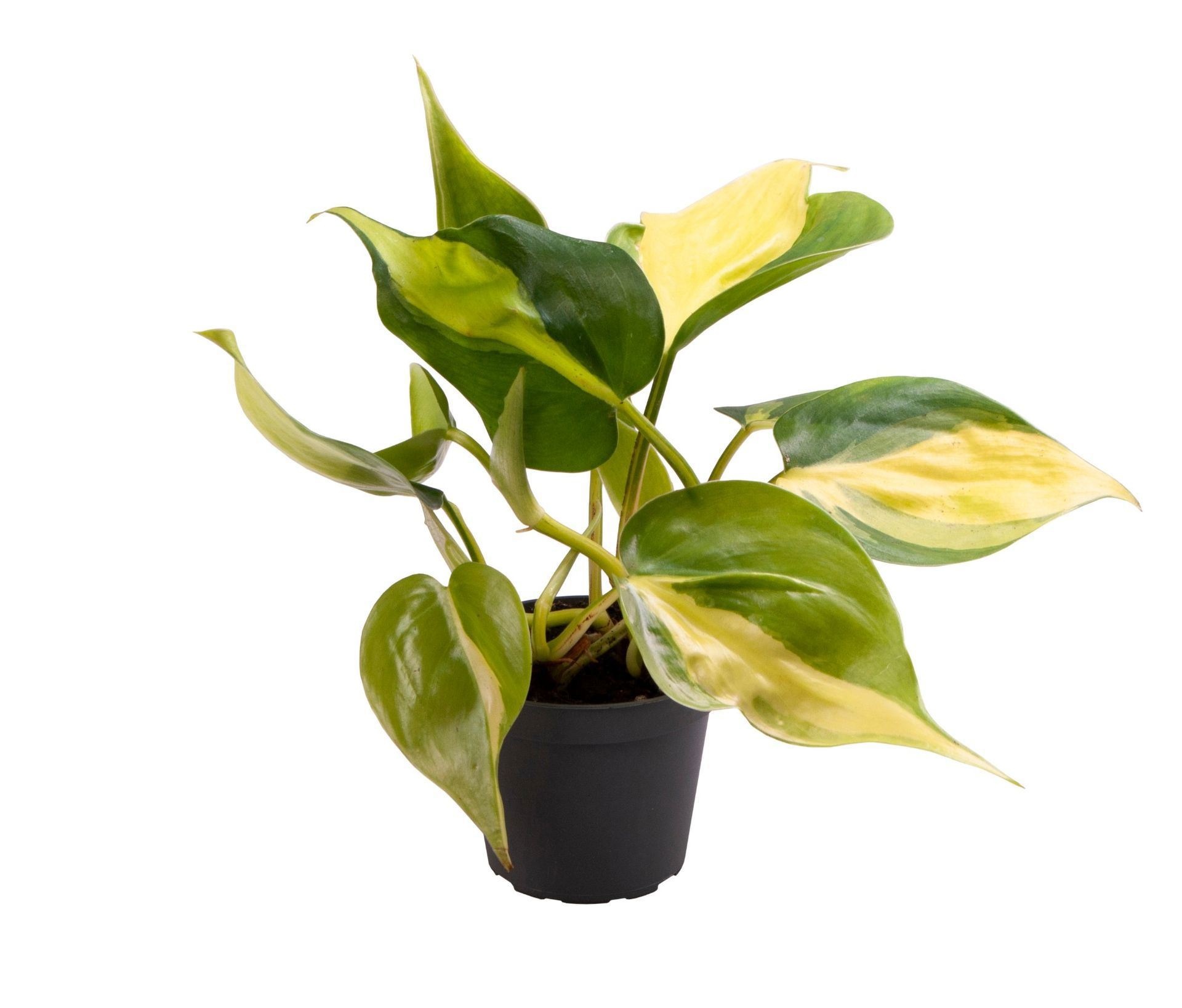 Philodendron Scandens Brazil 6 cm, D 6