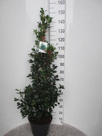 Ilex mes. Heckenfee 120-140 pyr. P30, D 30 cm Ilex mes. Heckenfee 120-140 pyr. P30, D 30 cm