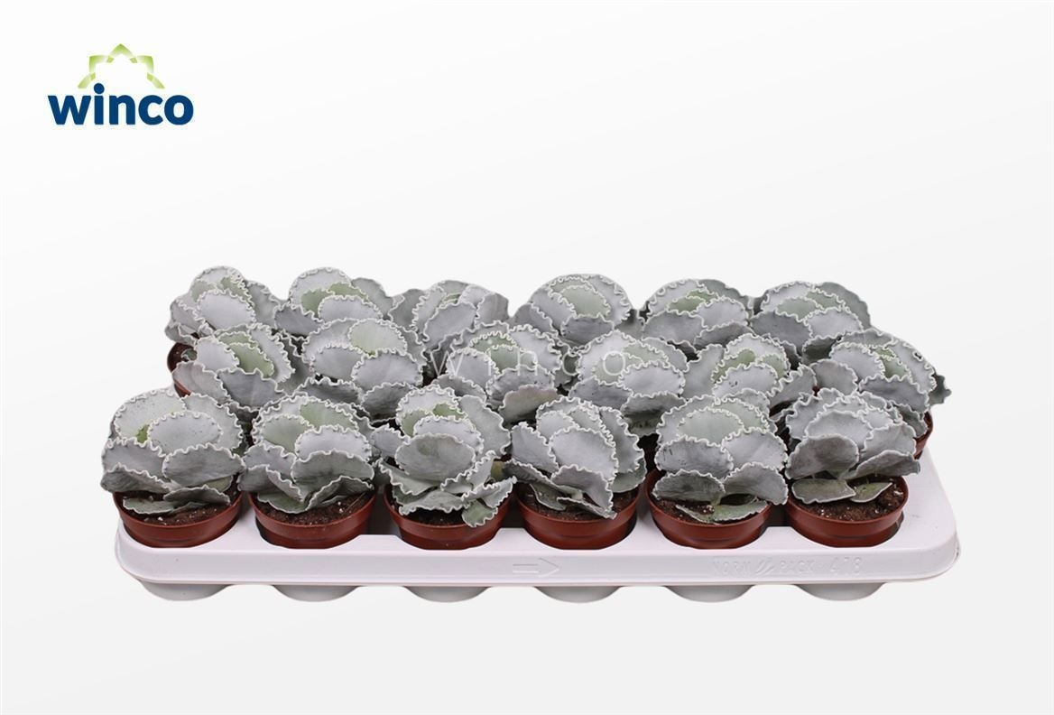 Cotyledon Undulata, D 8,5 cm