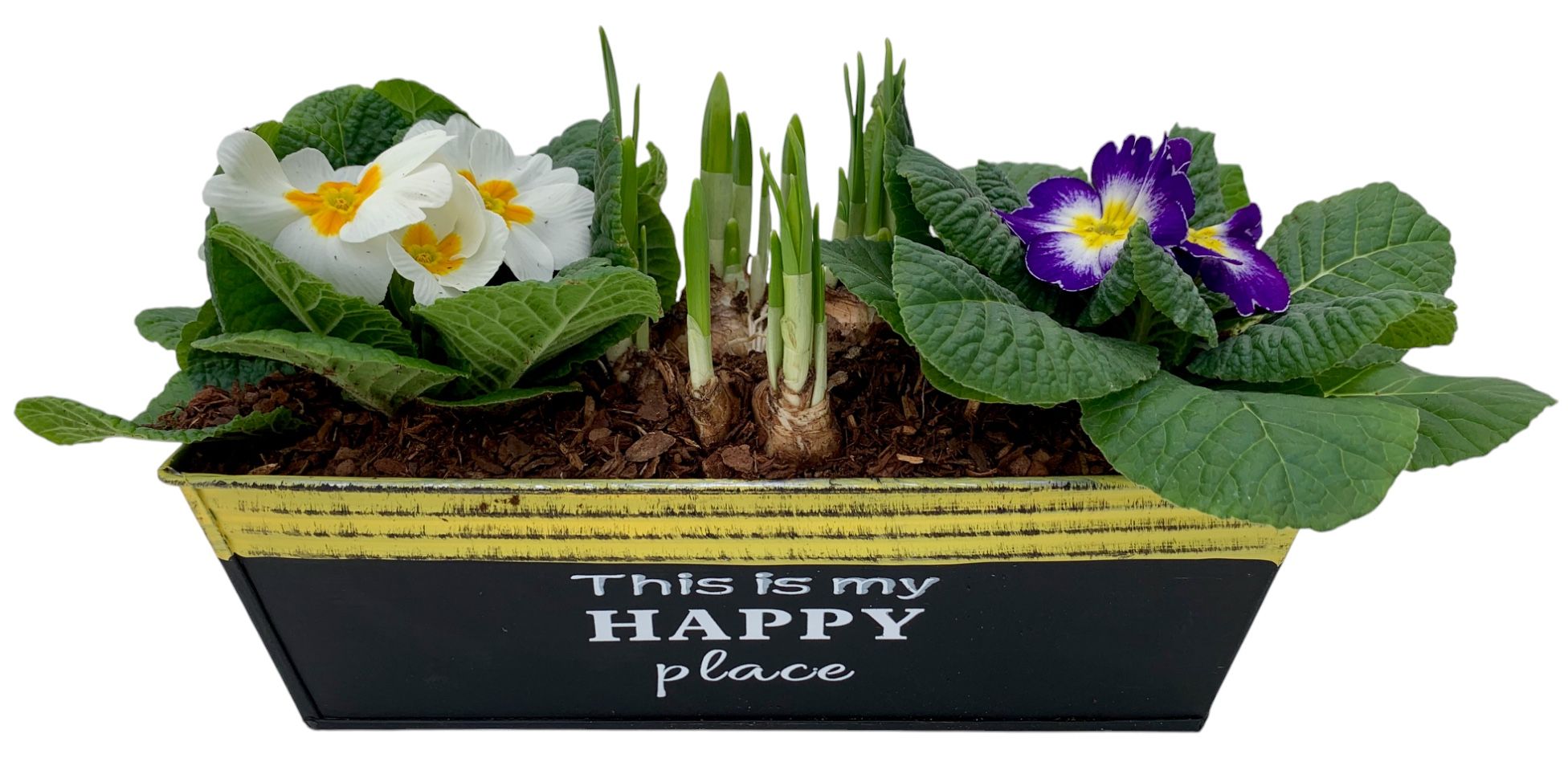 Primula Happy Zink rechthoek 2x Prim + Tete 647, D 20 cm