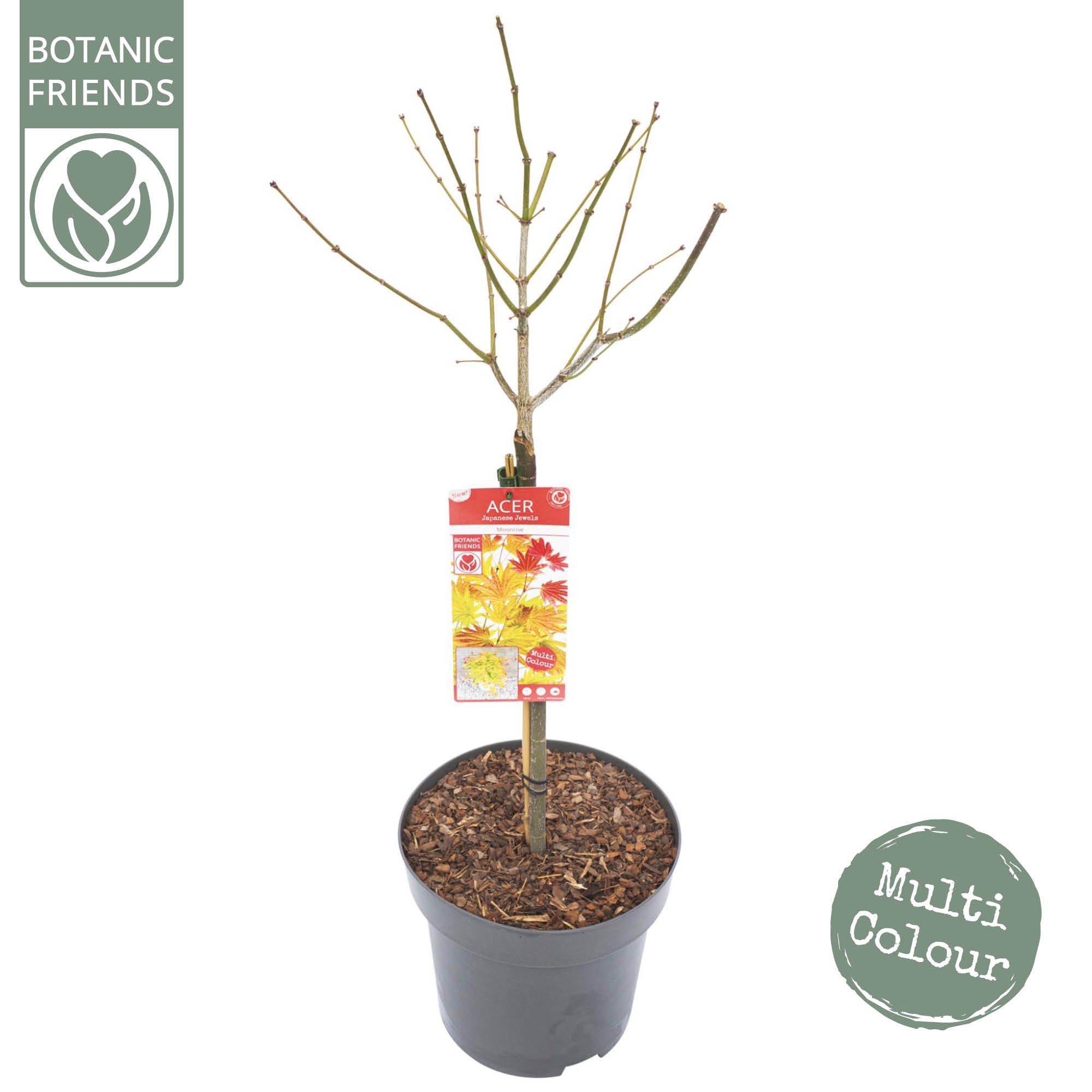 Acer shir. 'Moonrise' C14 laagstam, D 30 cm