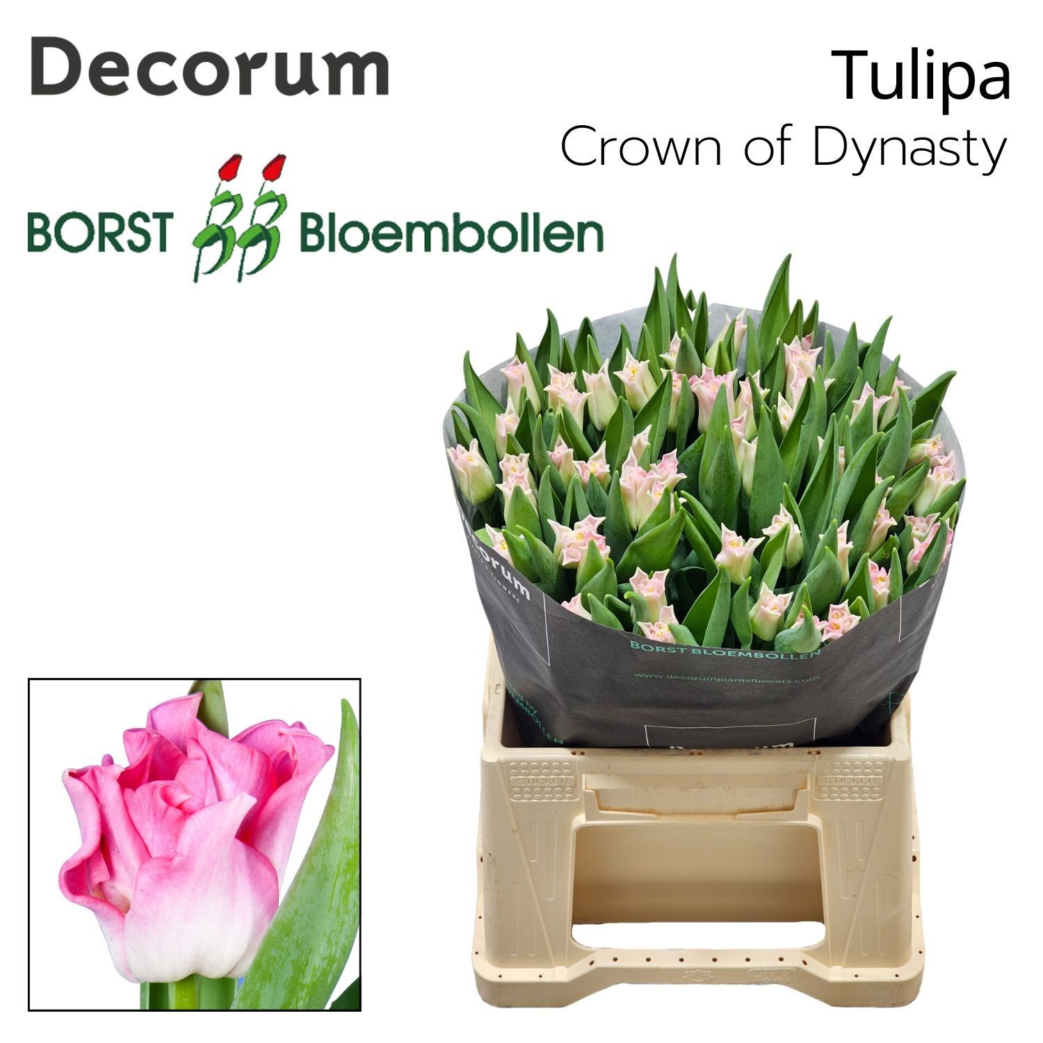 Тюльпан Краун Династия, шт. Тюльпан Краун Династия, шт.