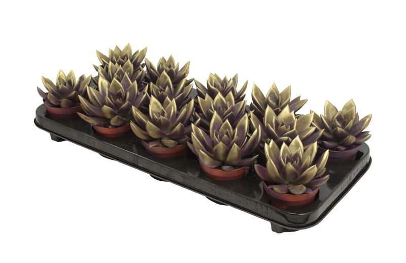 Miranda bicoloured dark purple/gold, D 8,5