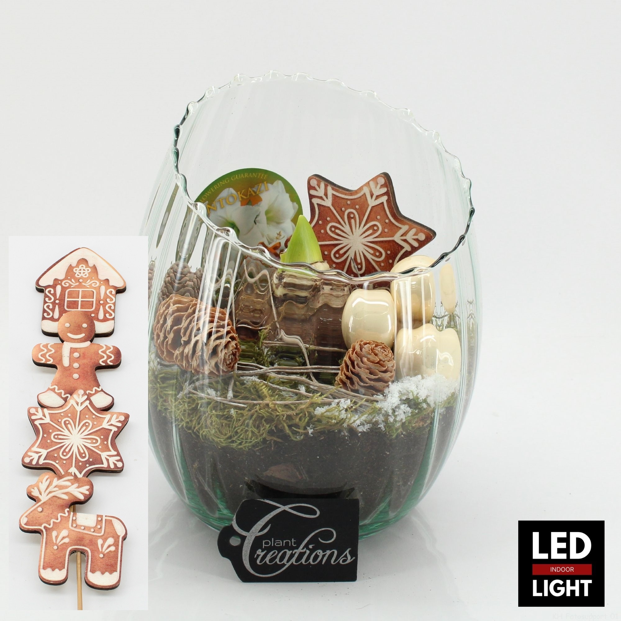 HICR-2507WLED Kerst Amaryllis, D 16 cm