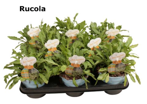 Rucola, D 12 cm