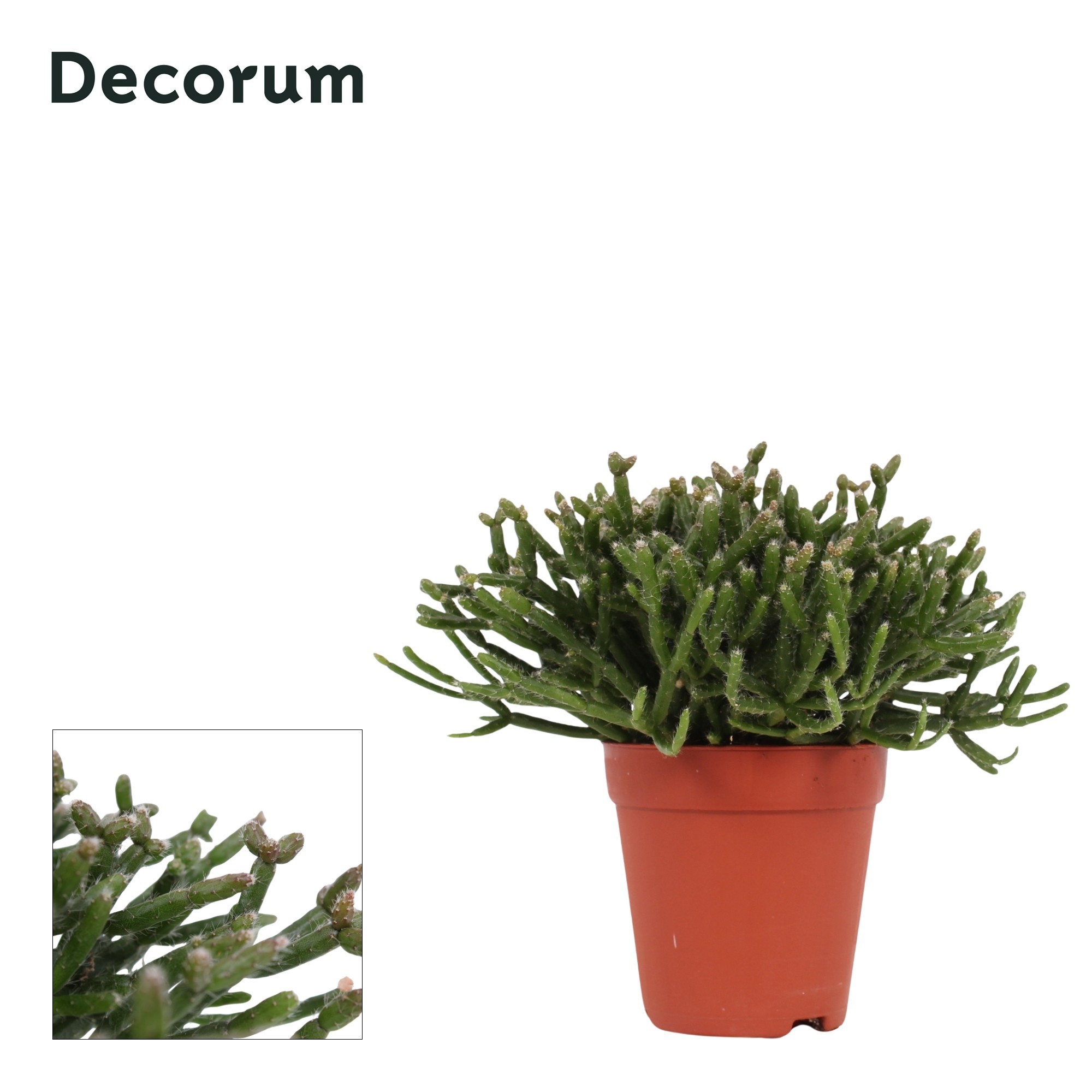 Rhipsalis Burchellii 9 cm Decorum, D 9