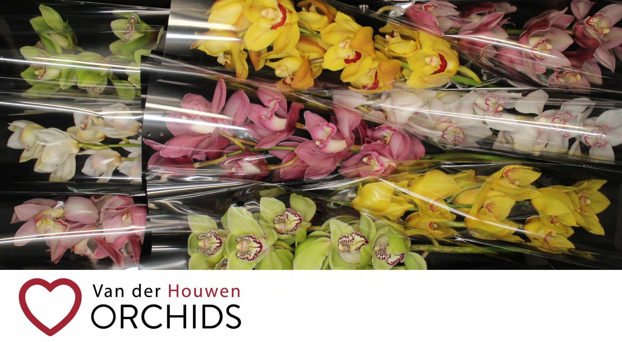 Цимбидиум Микс x9 60, шт.