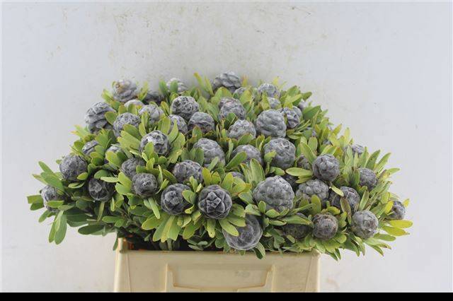 Леукадендрон Пубесценс 40, шт.