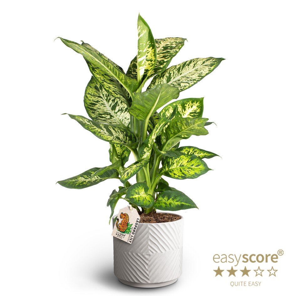 Dune Sand, Dieffenbachia ´Subliem´, D 19