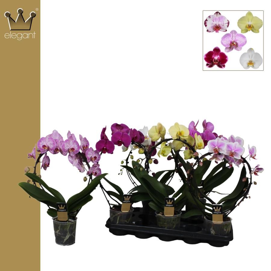 Phalaenopsis 2 tak, Spiegelboog mix, D 12 cm