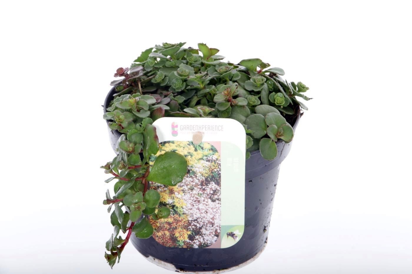 Sedum spurium Coccineum, D 13