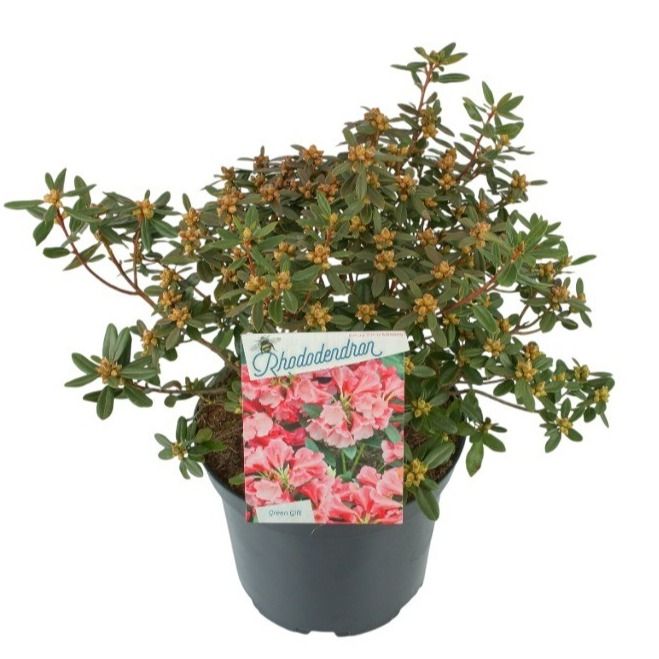 Rhodo. 'Pintail' pink, D 29