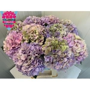 Гортензия Роял Бенефит Классик 60, шт.